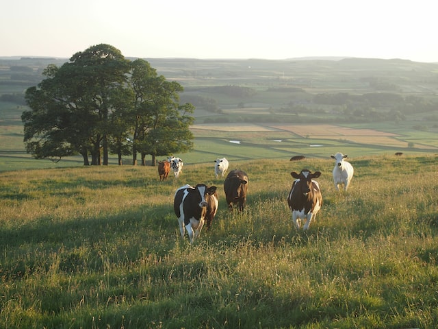 Paisaje de Yorkshire (Reino Unido)